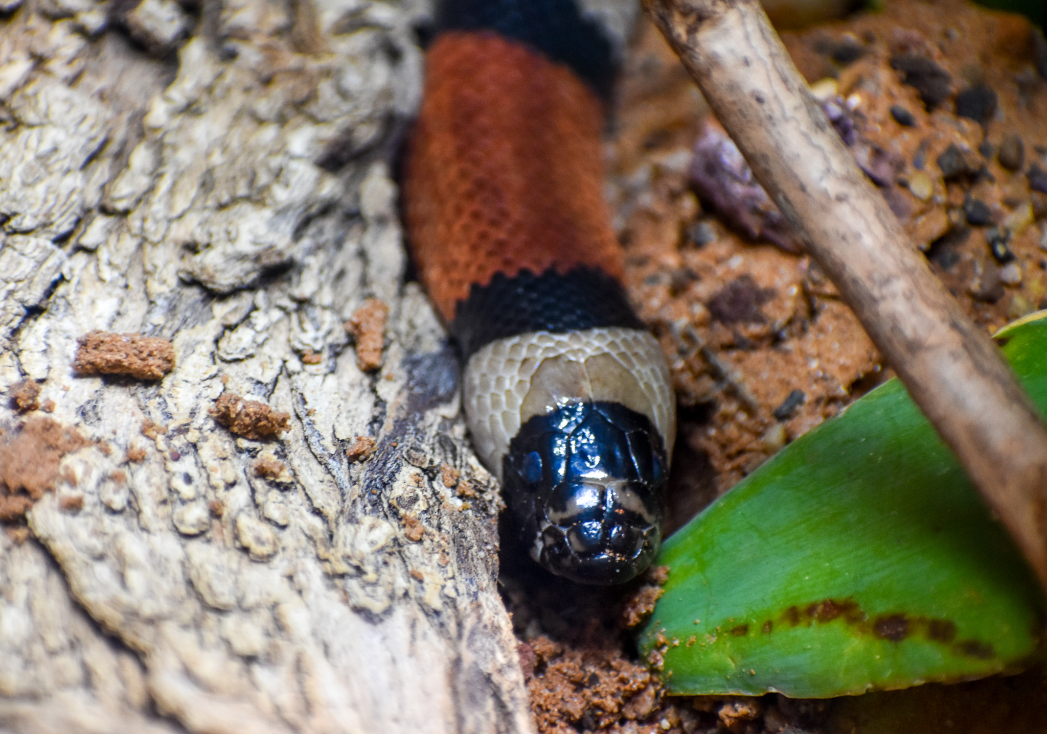 Pueblan Milk Snake