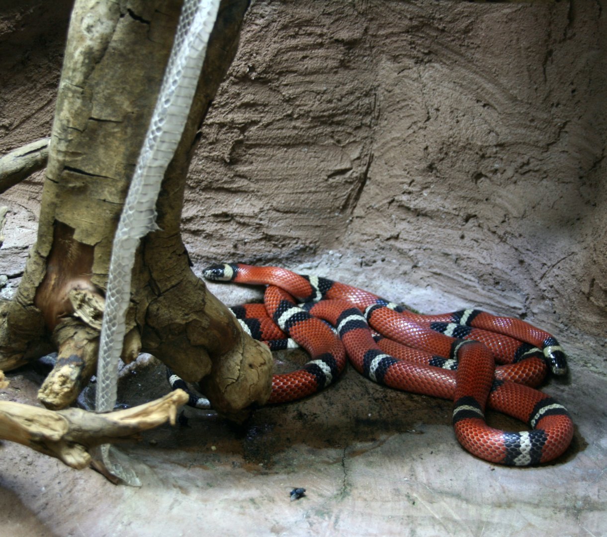 Pueblan milk snakes