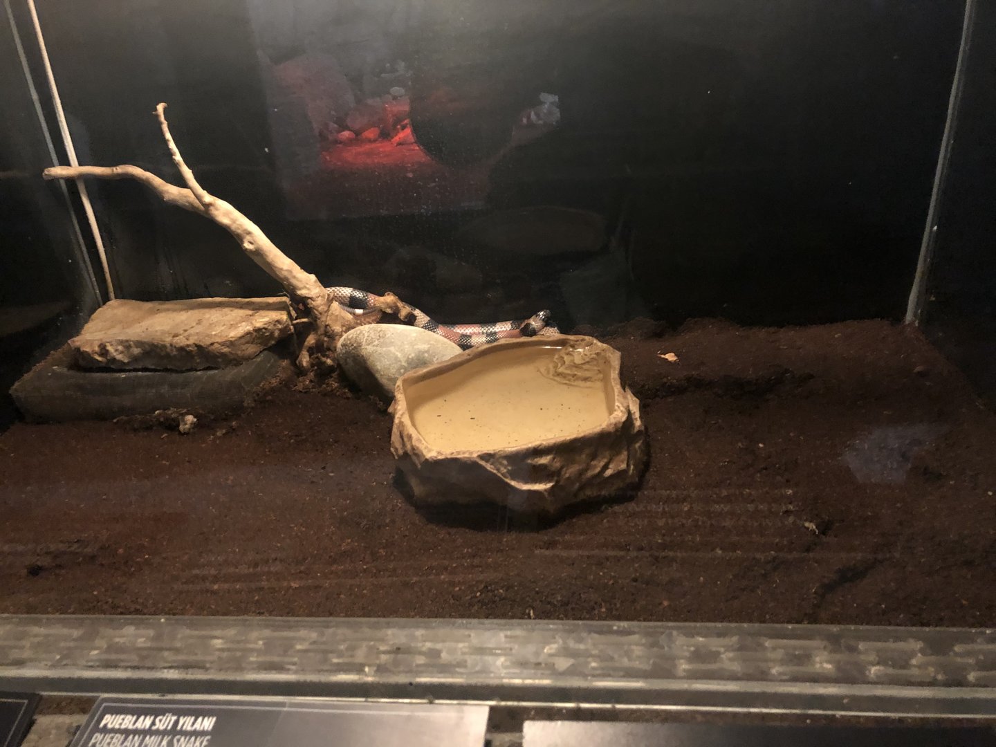 Pueblan(?) Milksnake Enclosure at Aqua Vega