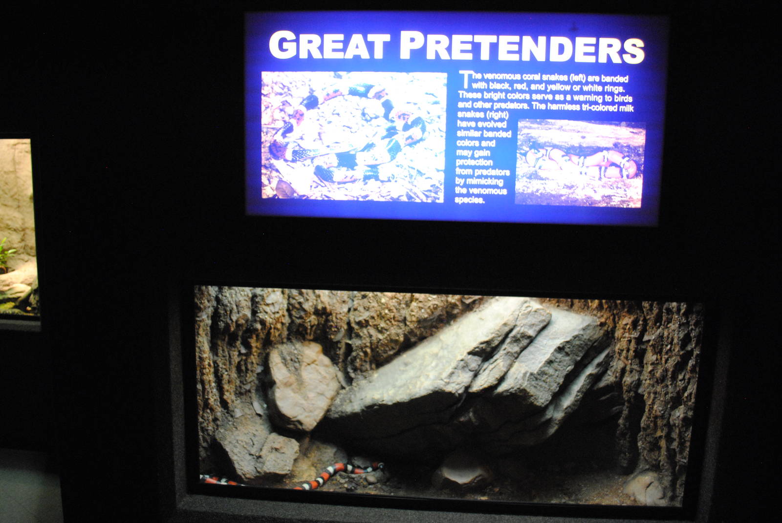 Pueblan Milksnake (Lampropeltis triangulum campbelli) Exhibit (Main Gallery
