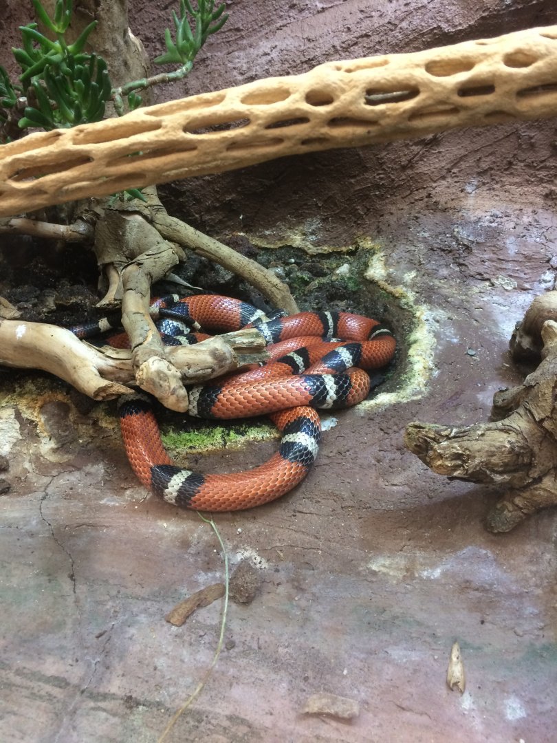 Pueblan milksnake - Lampropeltis triangulum campbelli