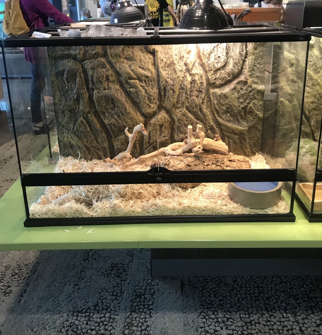 Pueblan Milksnake Terrarium