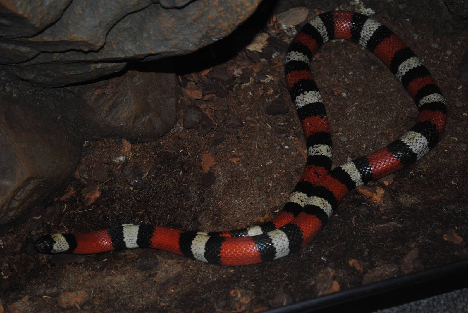 Pueblan Milksnake