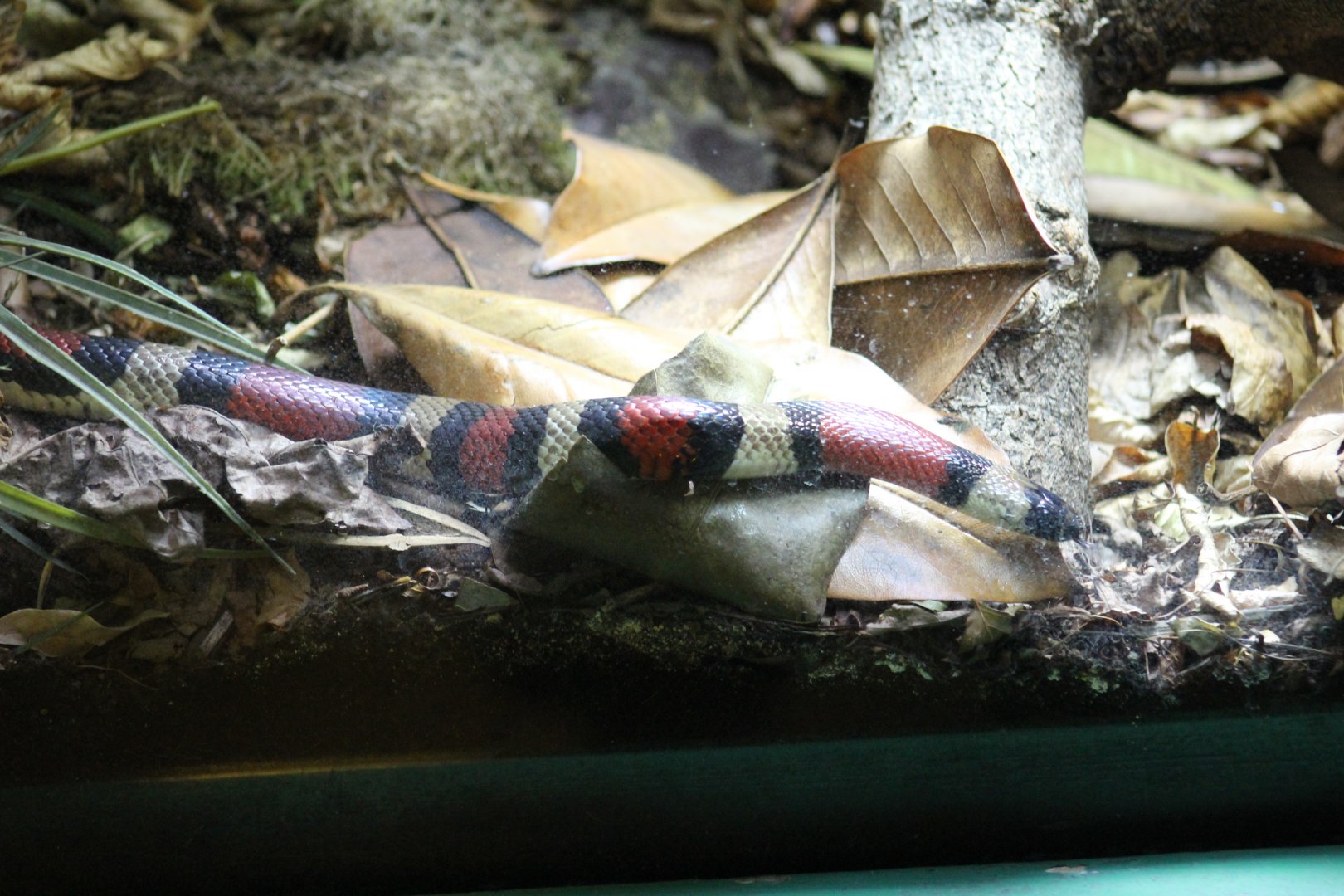 Pueblan Milksnake