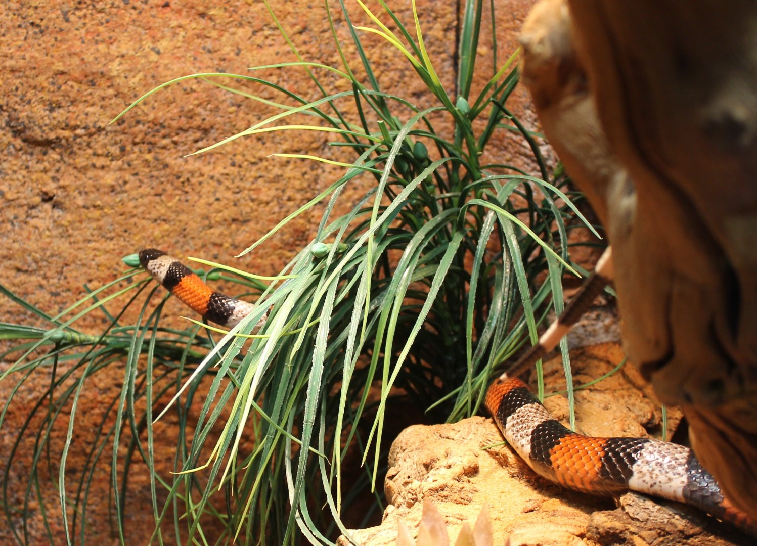 Pueblo milksnake
