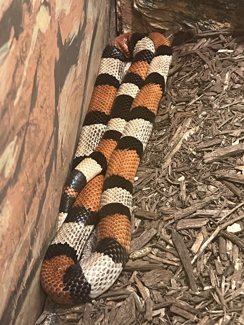 Pueblo the Pueblan Milk Snake