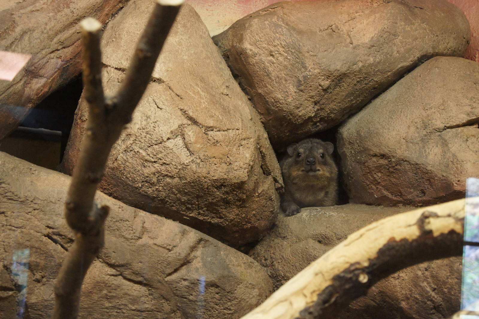 Pueblo Zoo 2013