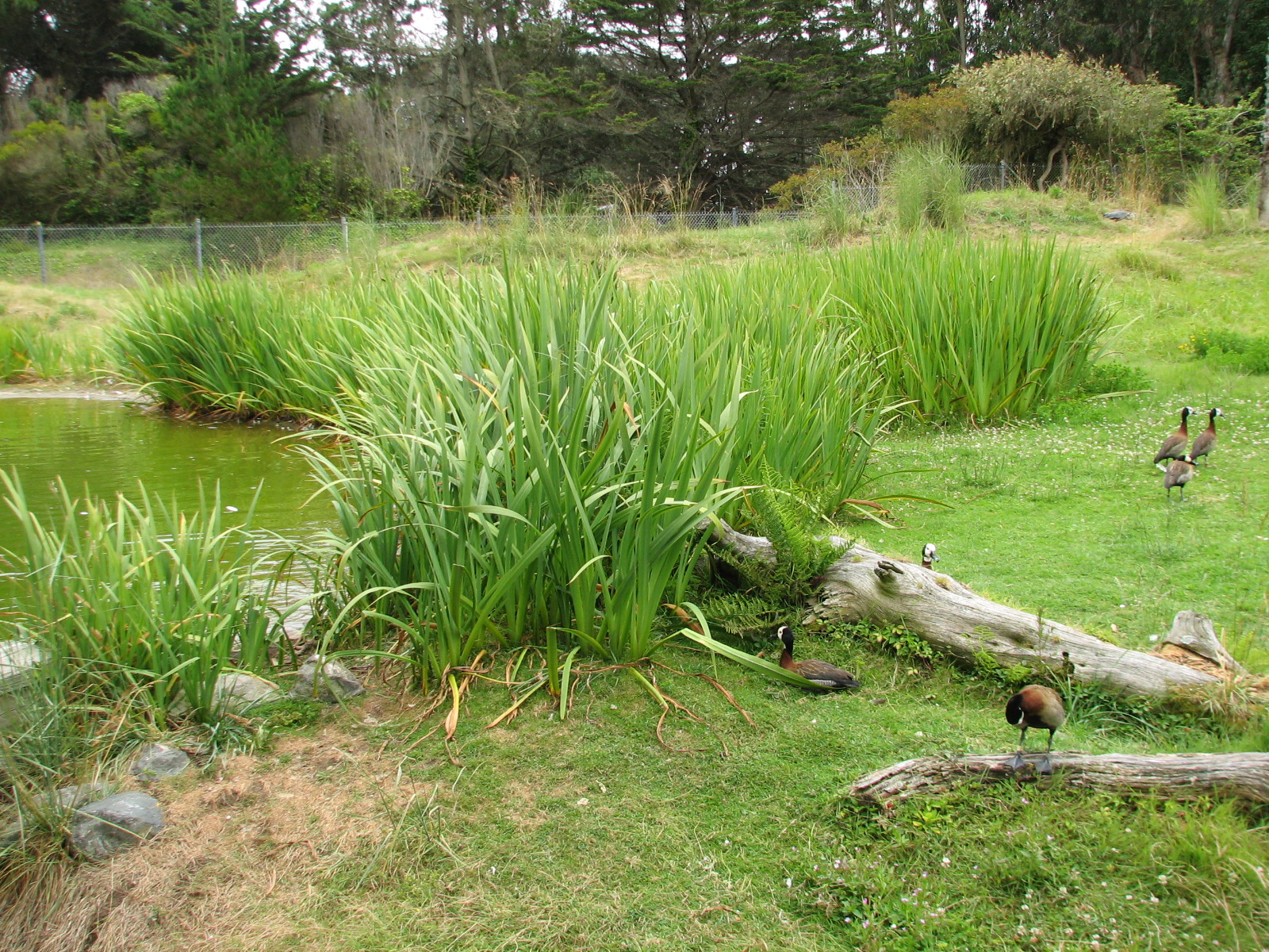 Puente al Sur - Giant Anteater and Black-necked Swan Exhibit