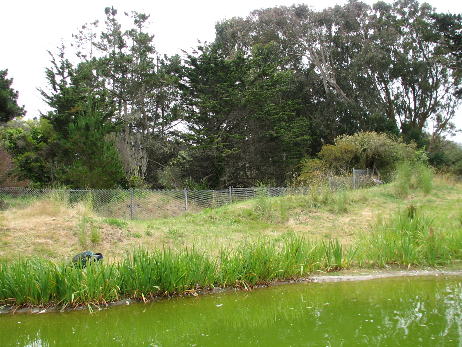 Puente al Sur - Giant Anteater and Black-necked Swan Exhibit