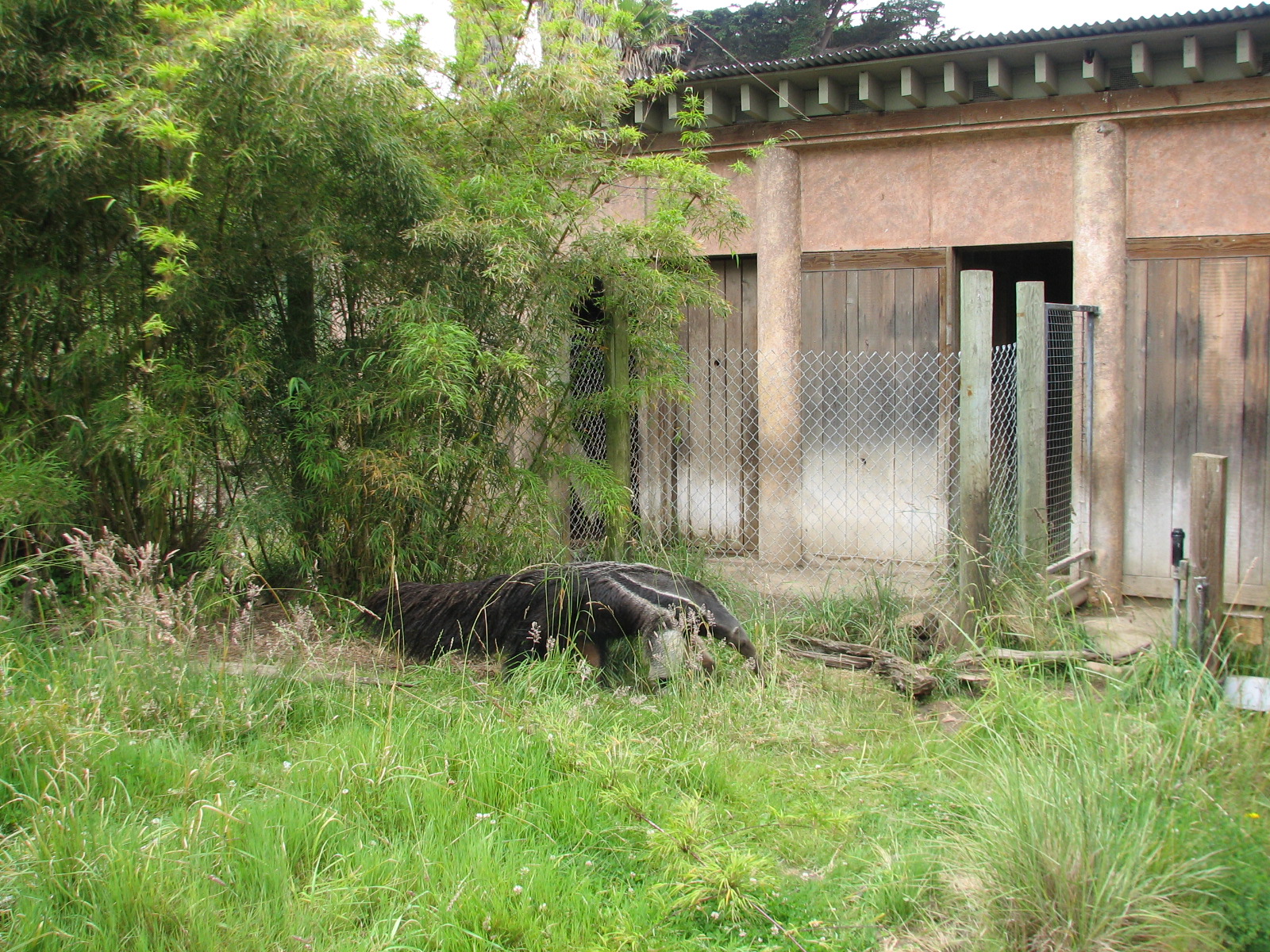 Puente al Sur - Giant Anteater Exhibit 1