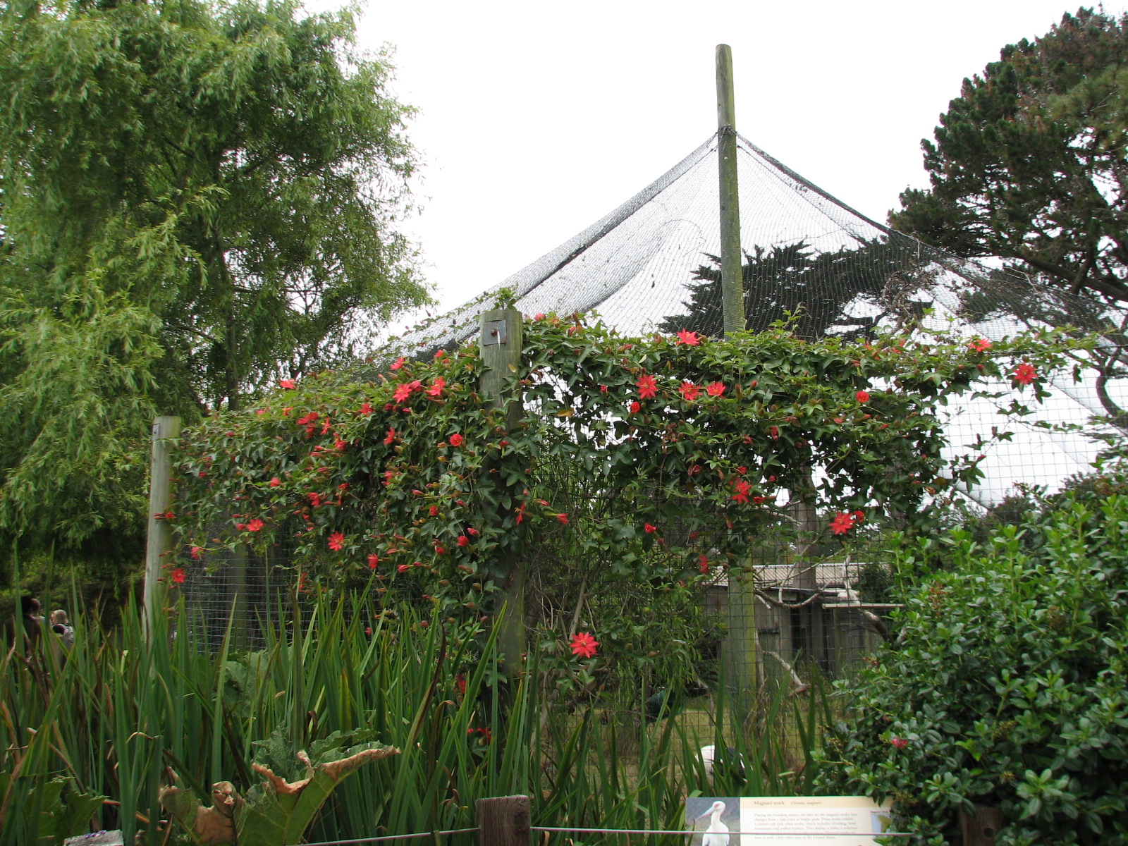 Puente al Sur - Maguari Stork Exhibit