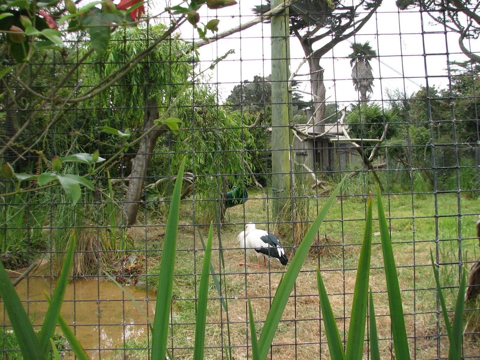 Puente al Sur - Maguari Stork Exhibit