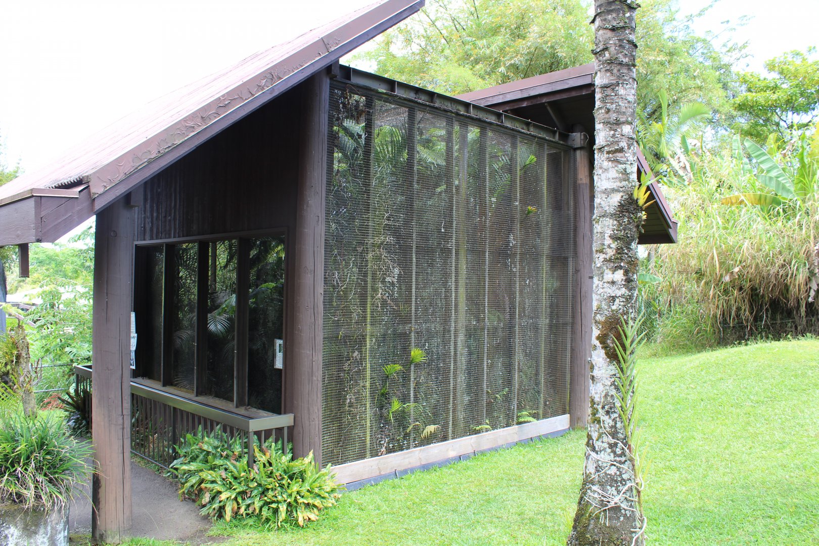 Pueo (Hawaiian Owl) Exhibit