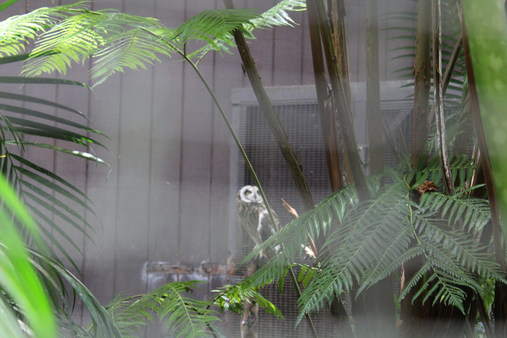 Pueo (Hawaiian Owl)