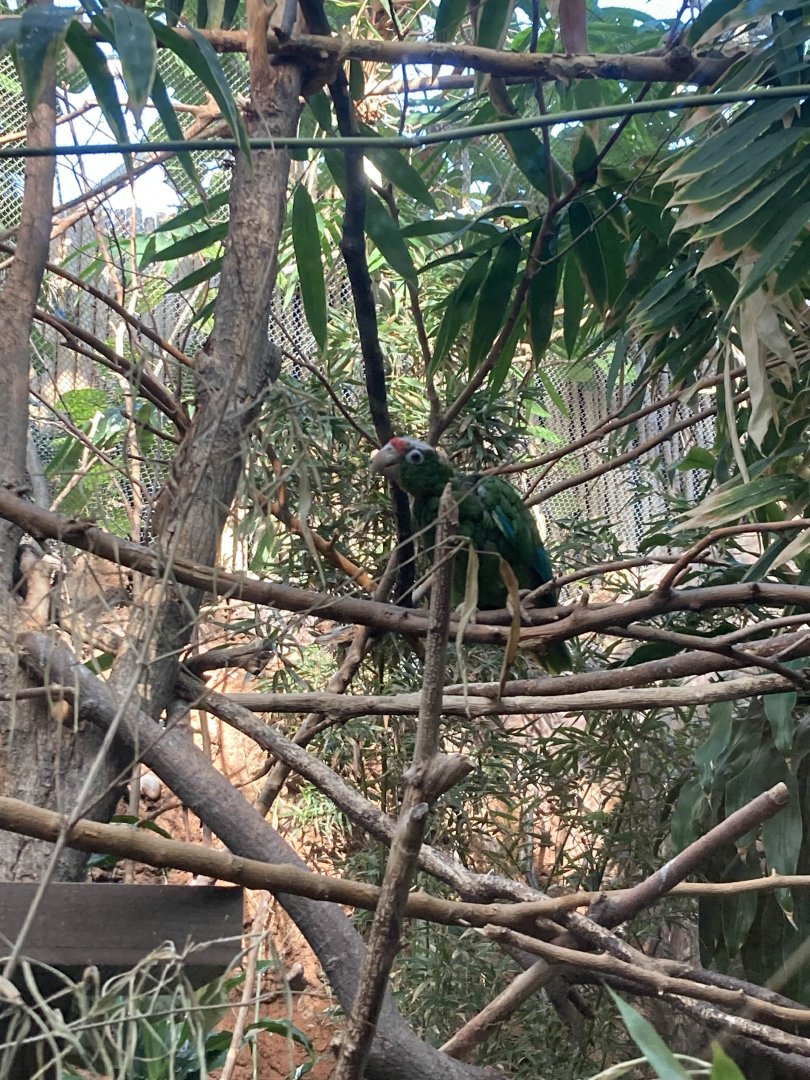 Puerto Rican Amazon Parrot