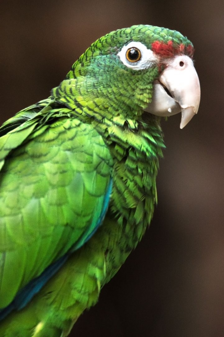 Puerto Rican Amazon