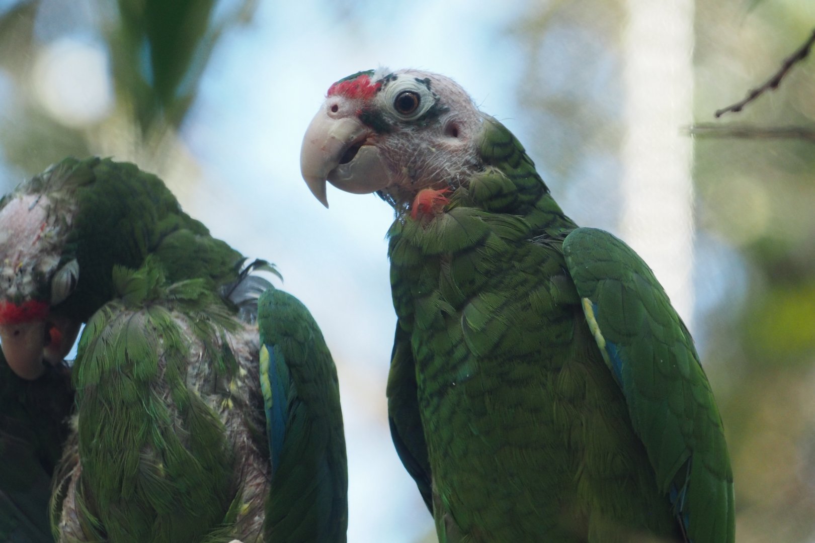 Puerto Rican amazons