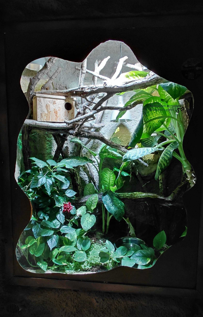 Puerto Rican boa exhibit