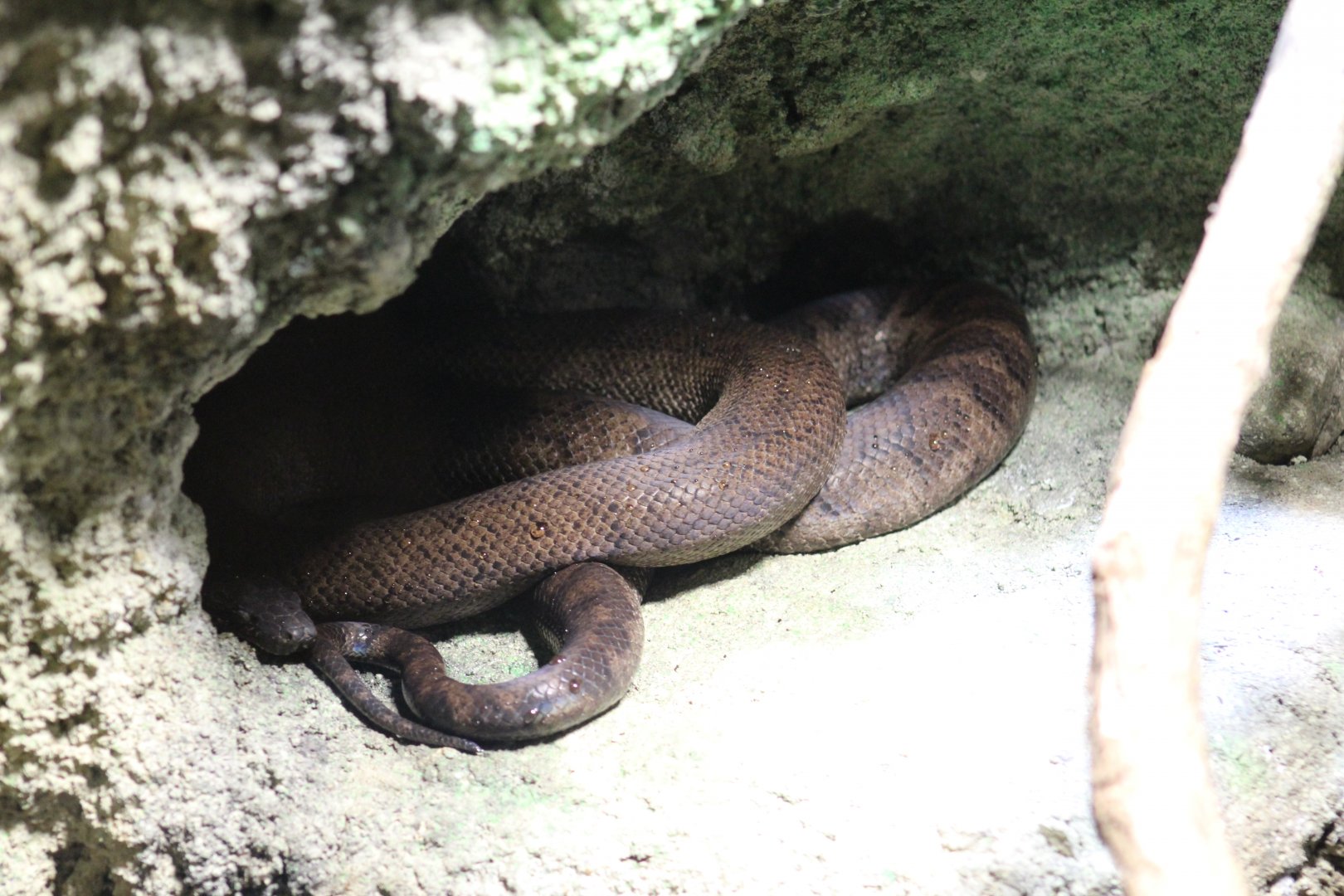 Puerto Rican Boa