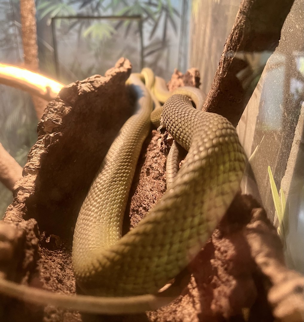 Puerto Rican Boa