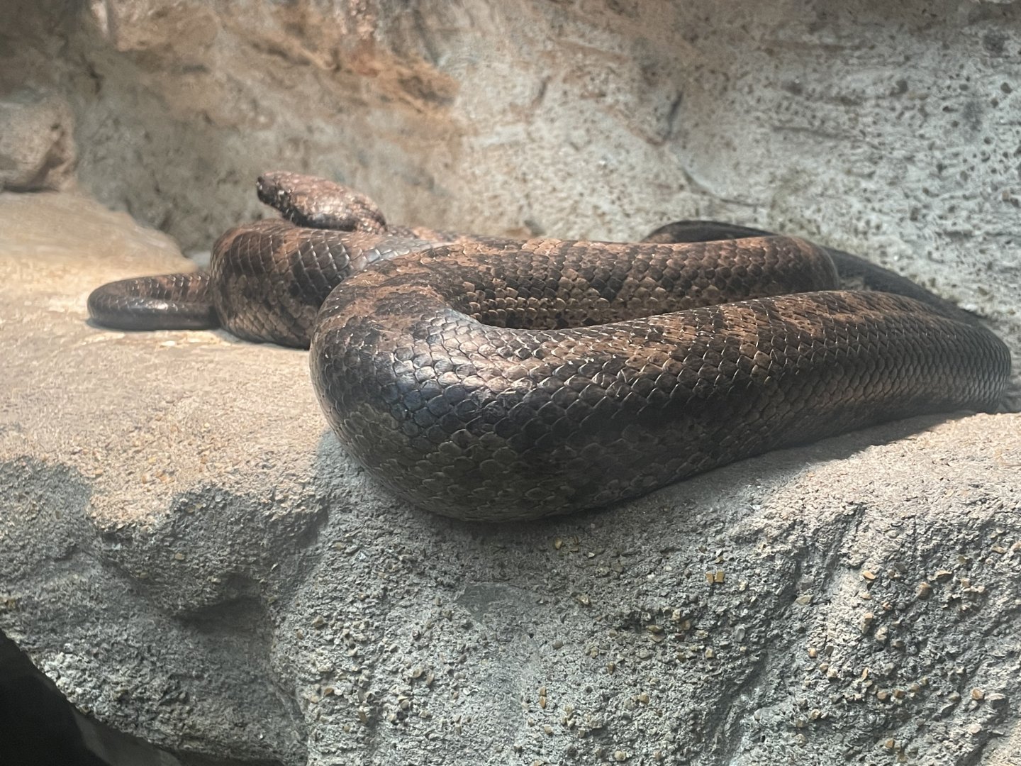 Puerto Rican Boa