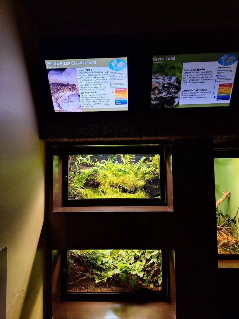 Puerto rican crested and green toad enclosures