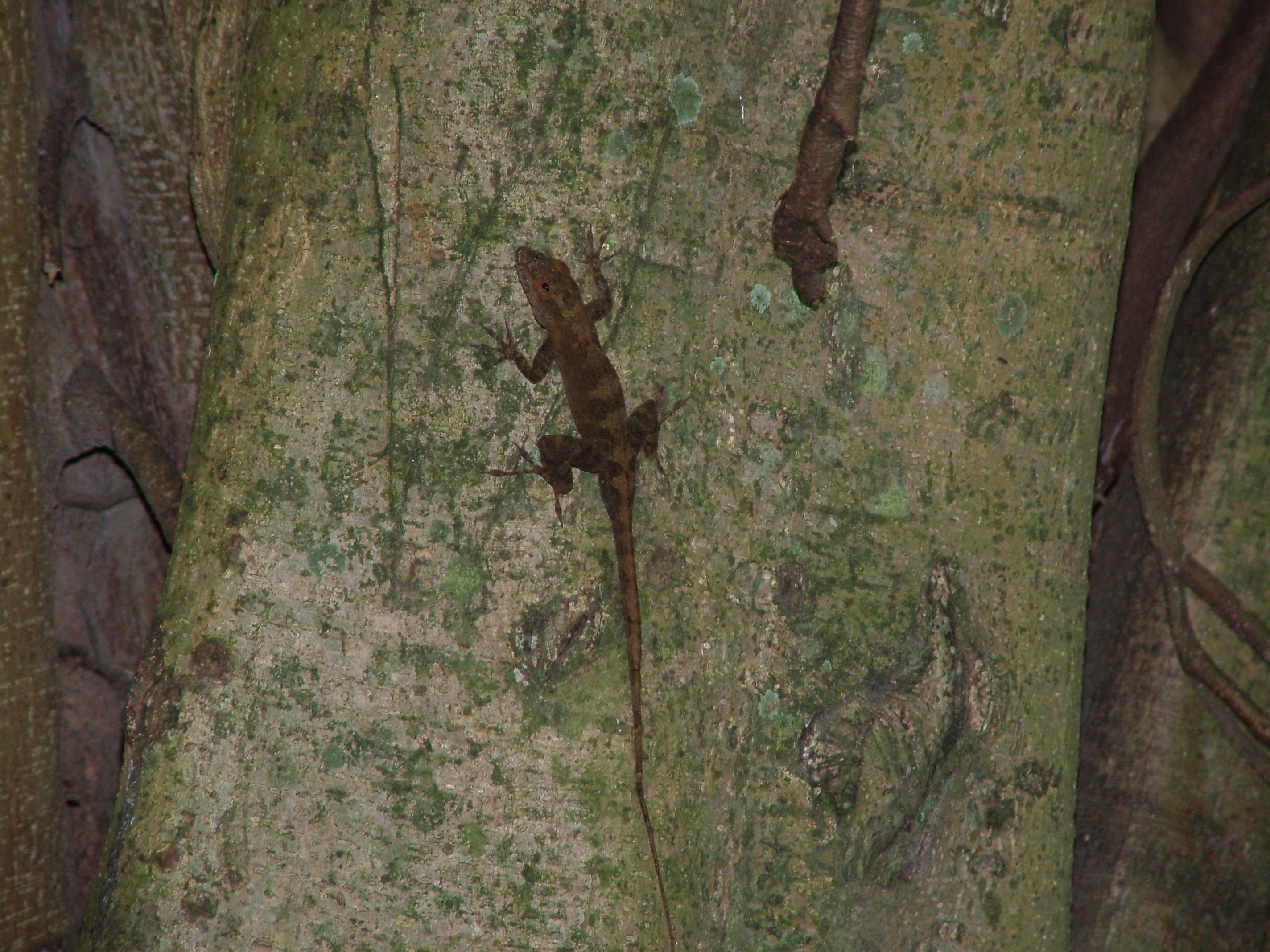 Puerto Rican Crested Anole, Dominica, 2007