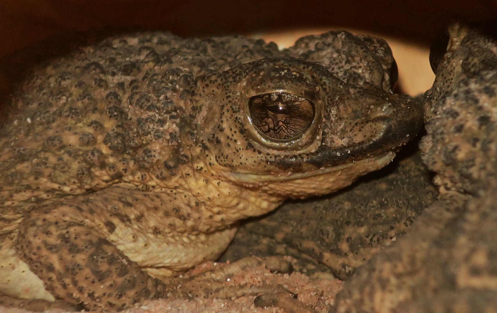 Puerto Rican Crested Toad (Peltophryne lemur)