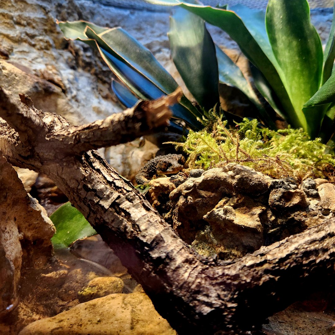 Puerto Rican Crested Toad (Peltophryne lemur)