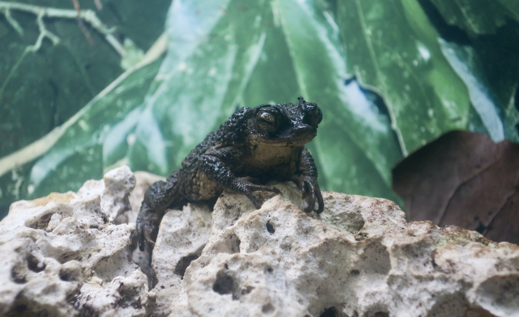 Puerto Rican Crested Toad (Peltophryne lemur)