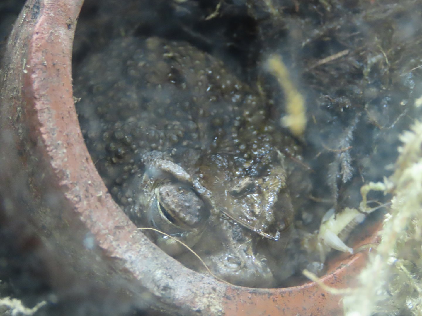 Puerto Rican Crested Toad (Peltophryne lemur)