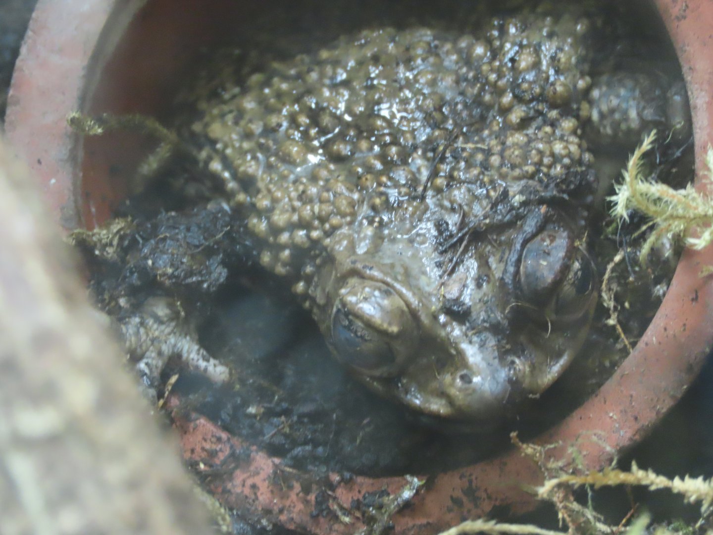Puerto Rican Crested Toad (Peltophryne lemur)