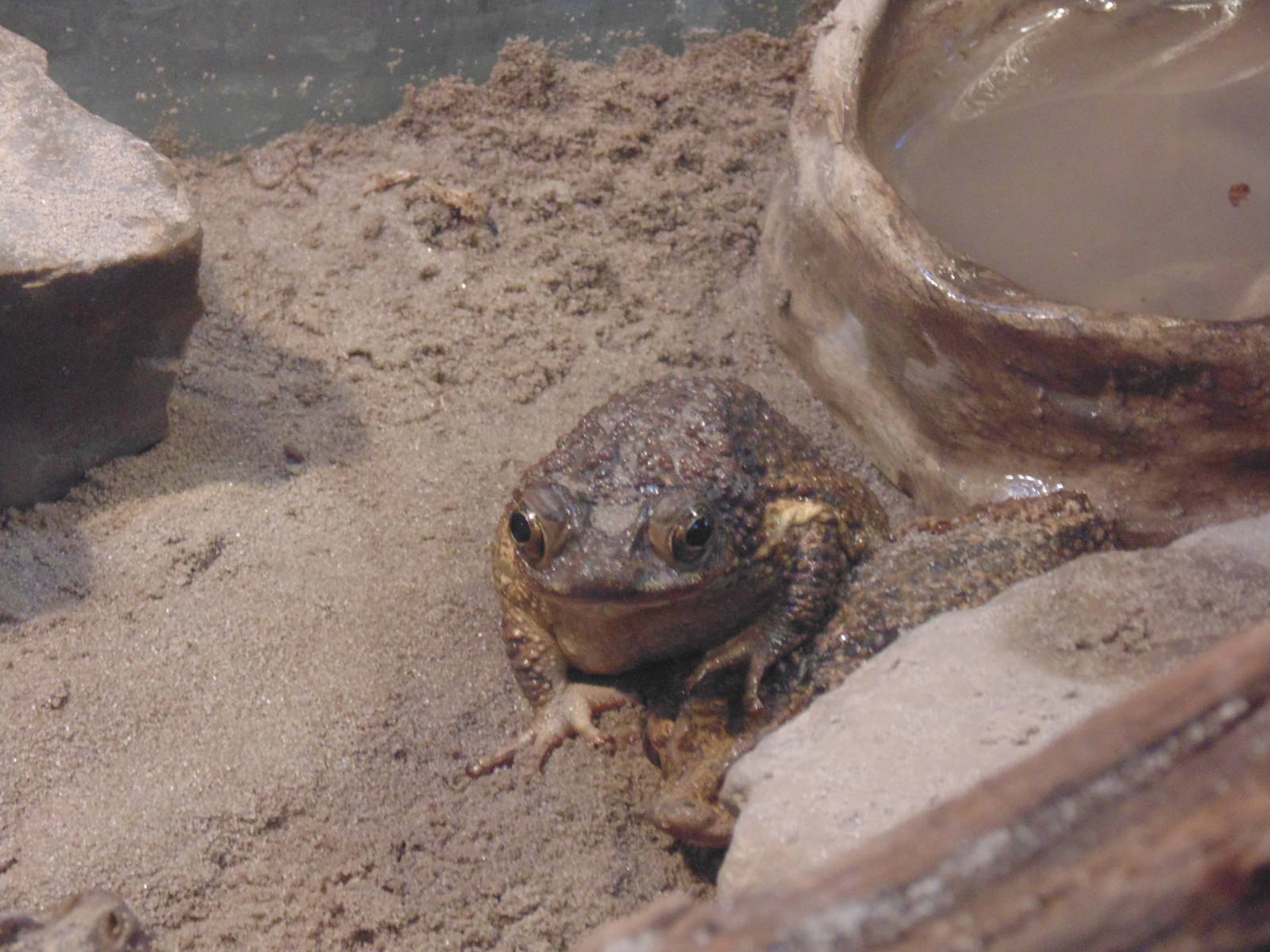 Puerto Rican Crested Toad