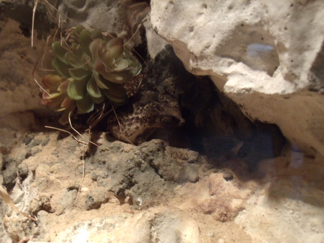 Puerto Rican Crested Toad