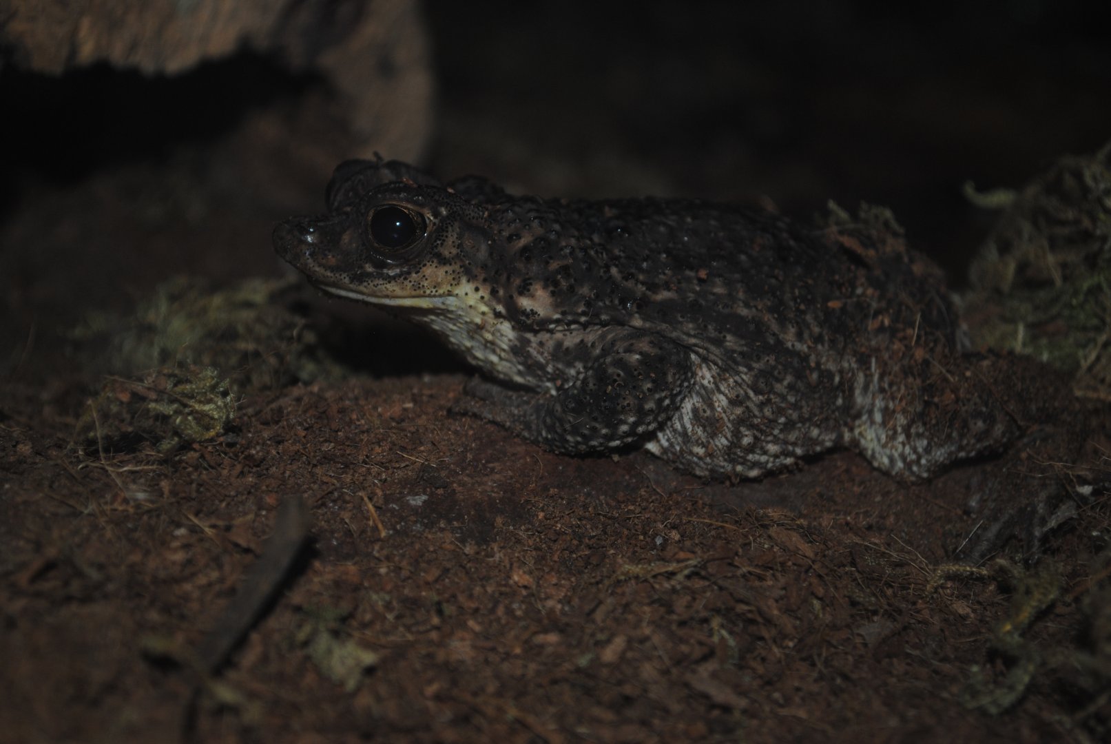 Puerto Rican Crested Toad