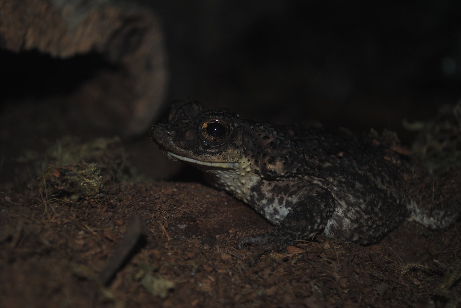 Puerto Rican Crested Toad