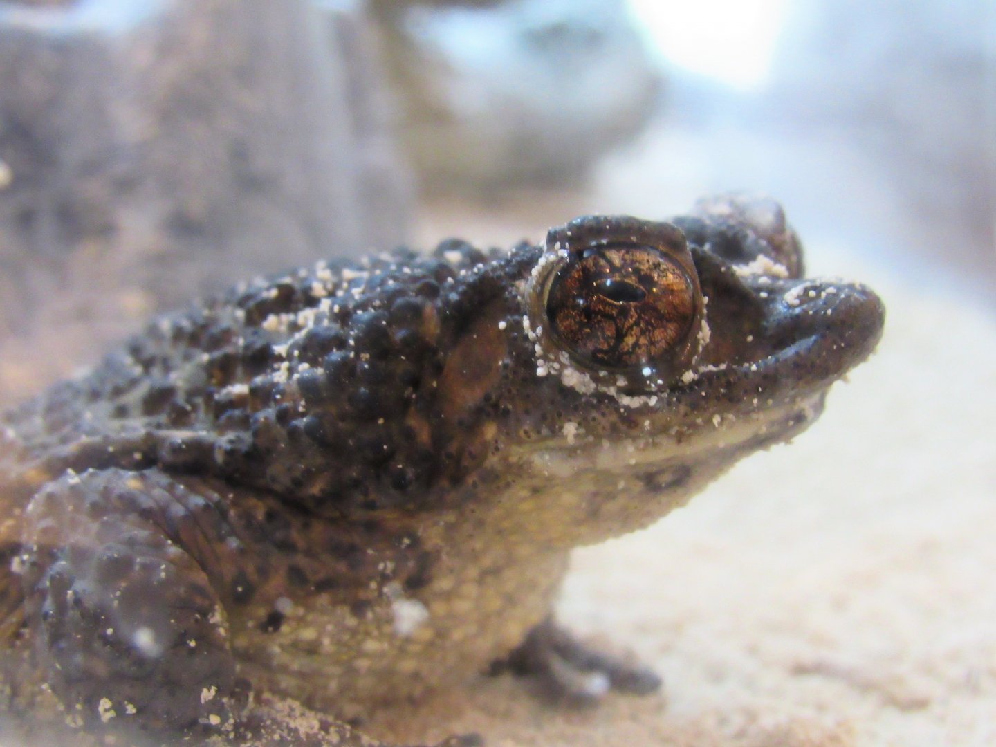 Puerto Rican crested toad