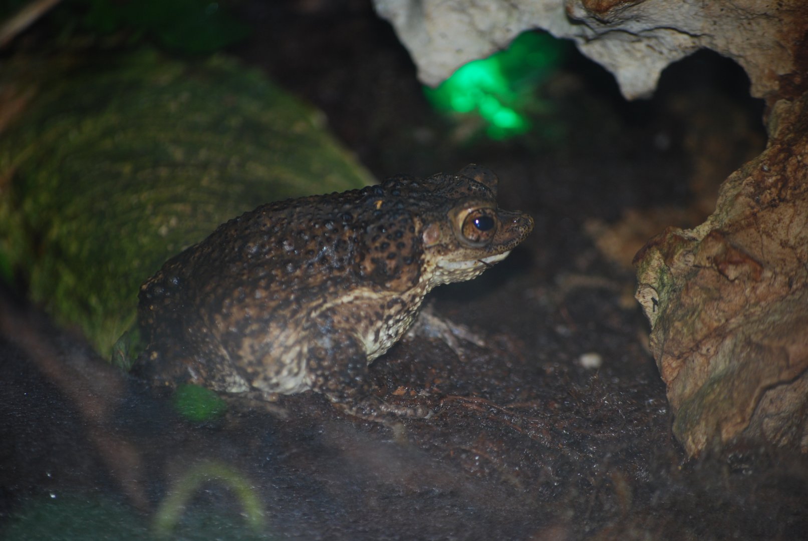 Puerto Rican Crested Toad