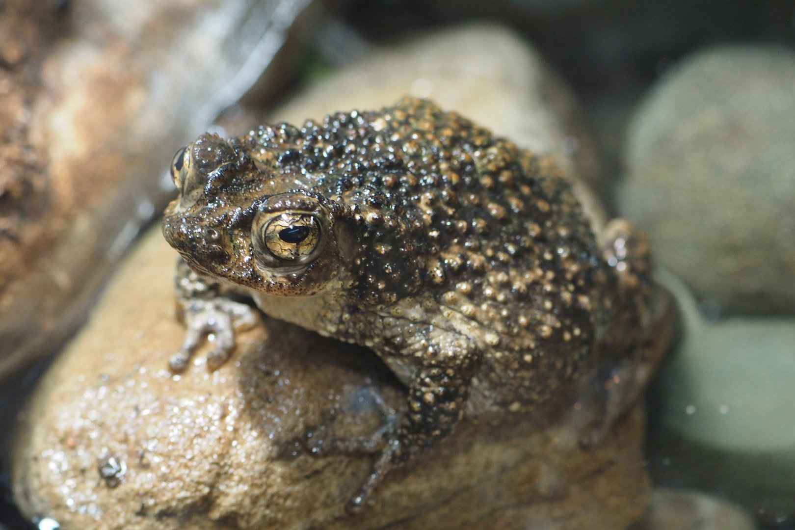 Puerto Rican Crested Toad