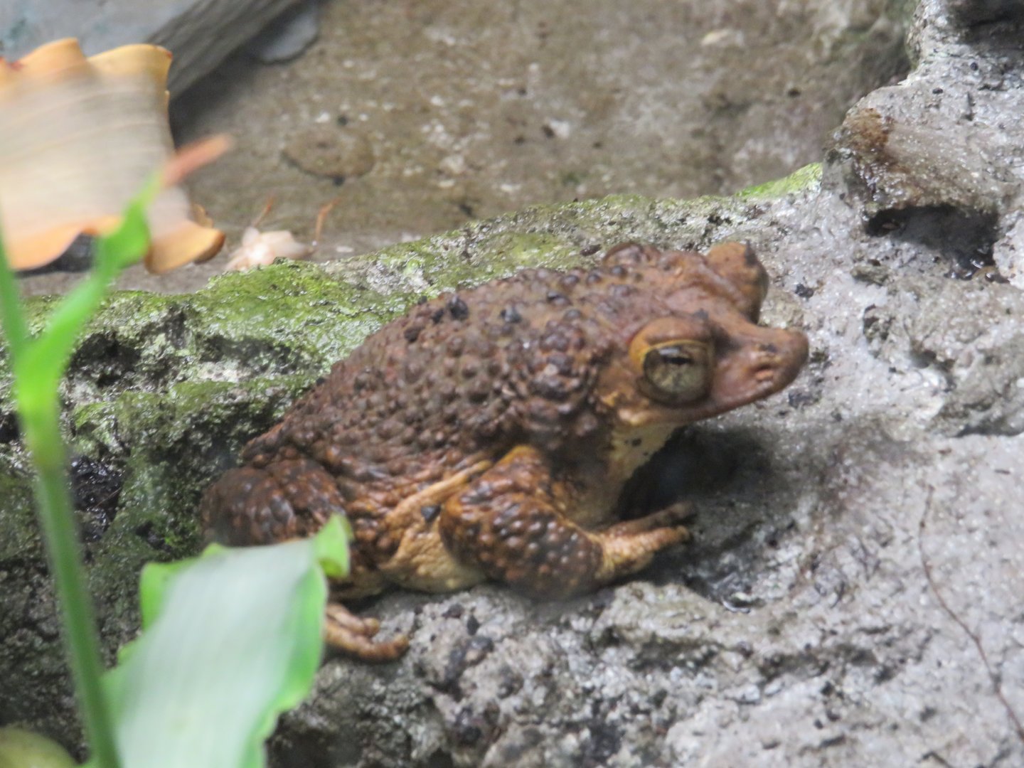 Puerto Rican crested toad