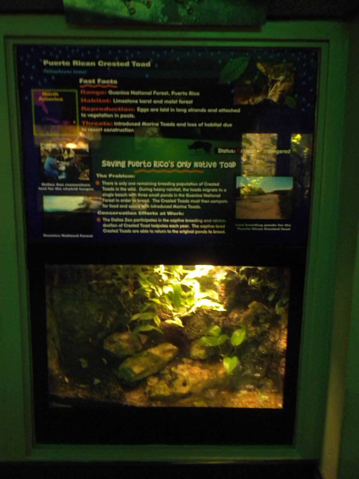 Puerto Rican Crested Toad