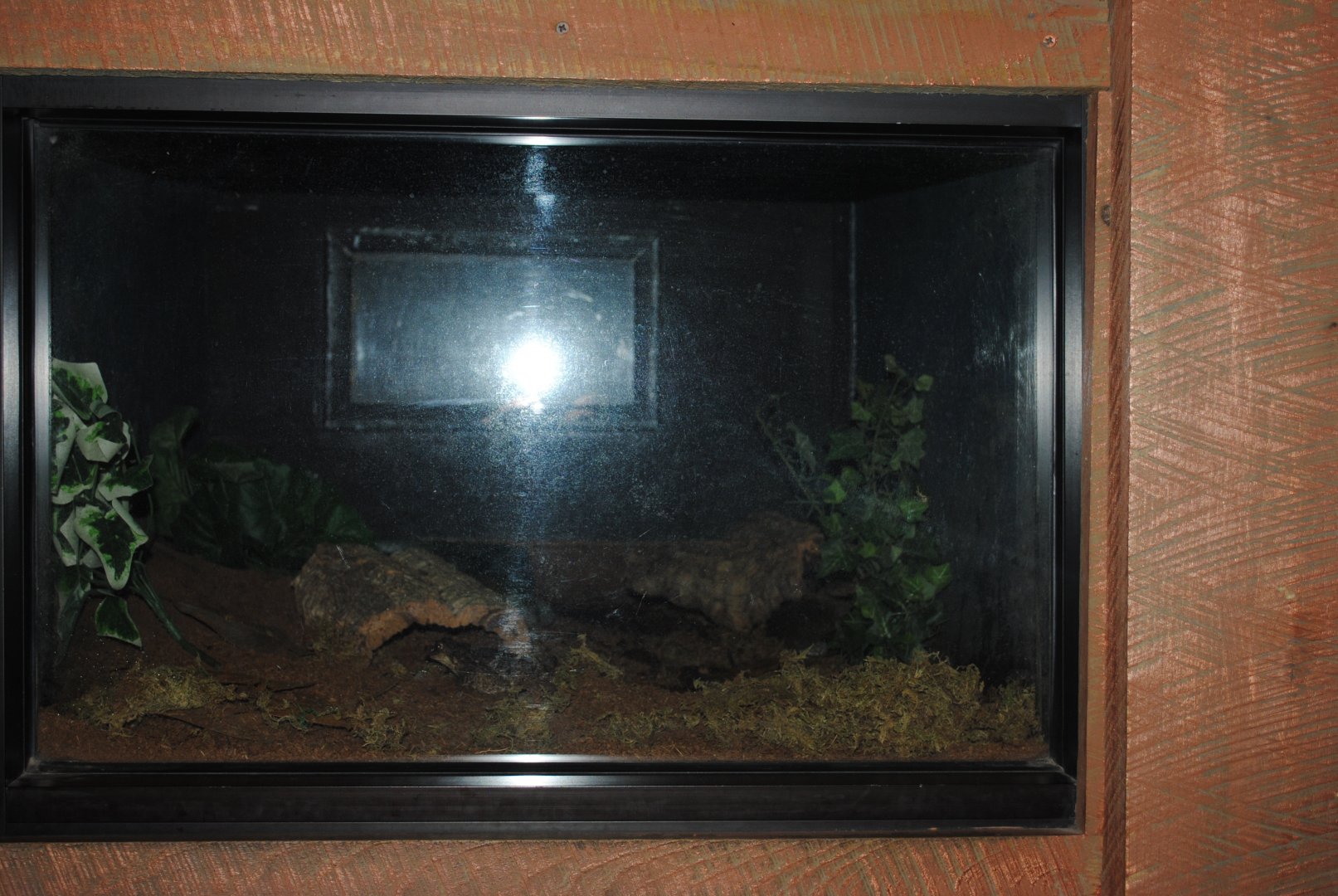 Puerto Rican Crested Toad's Terrarium (The Bayou Pavilion)
