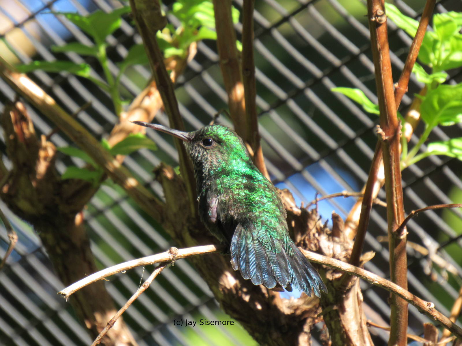 Puerto Rican Emerald