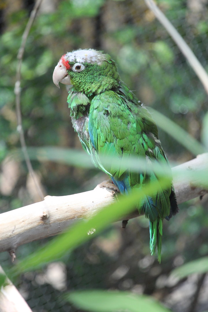 Puerto Rican Parrot (Amazona vittata)