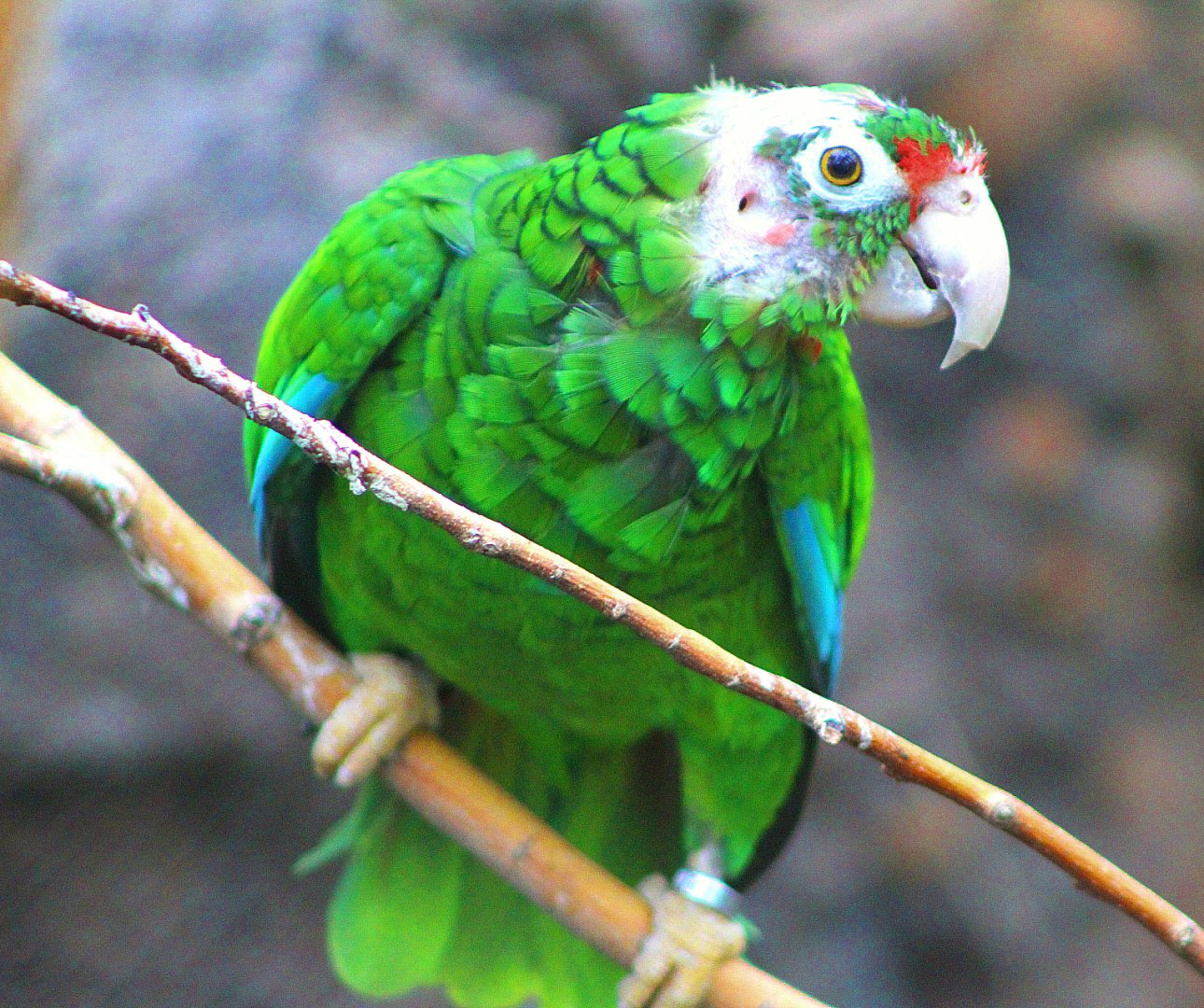 Puerto Rican Parrot - Small Mammal & Reptile House