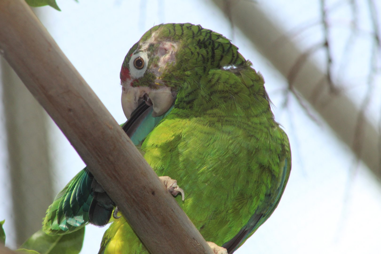 Puerto Rican Parrot