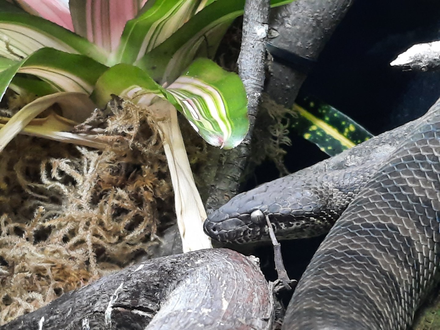 Puerto Rican Python