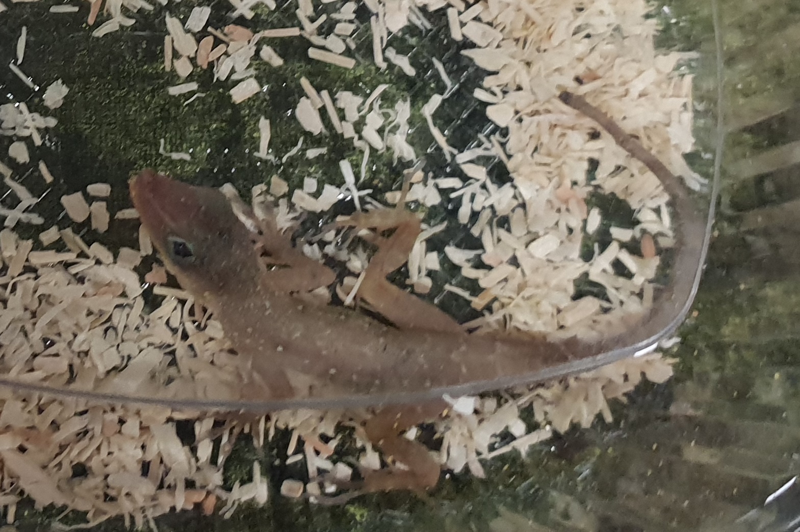 Puerto Rican twig anole - Anolis occulatus