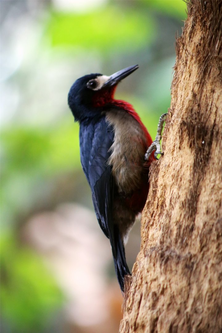 Puerto Rican woodpecker (Melanerpes portoricensis)