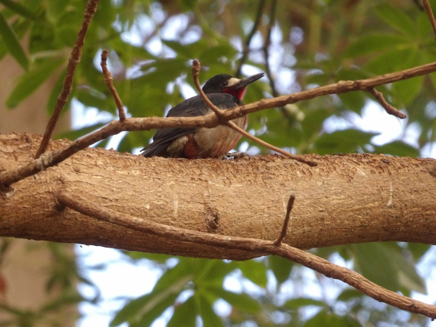 Puerto Rican Woodpecker(Melanerpes portoricensis)